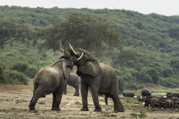 Elephant(s) in Uganda at the river of NP Queen Elizabeth © ward