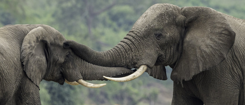 Elephant(s) in Uganda at the river of NP Queen Elizabeth
