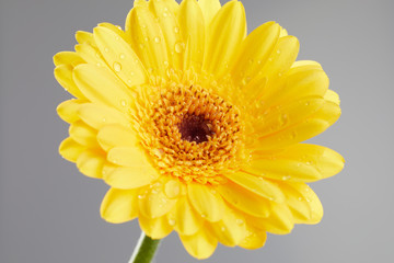 Yellow gerbera flower with drops of water