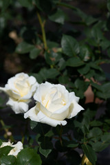 白いばらの花のアップ