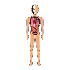 Human body anatomy cartoon vector illustration graphic design