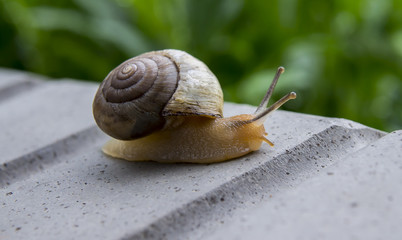 snail