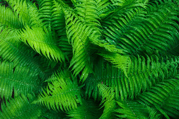 Beautyful ferns leaves. Tropical Fern Bushes