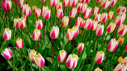 Obraz premium colorful tulips. tulips in spring