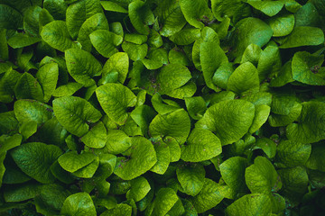 Green leaf texture. tropical leaves