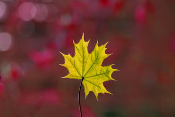 light green leaf on red leaves background