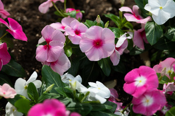 ピンクと白のペチュニアの花