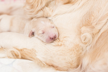 Sleeping white newborn puppy of golden retriever
