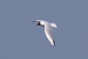 Lachmöwe (Chroicocephalus ridibundus)