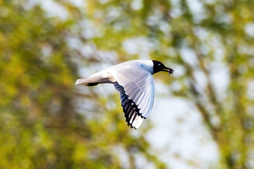 Lachmöwe (Chroicocephalus ridibundus)