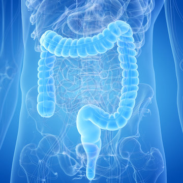 3d rendered, medically accurate illustration of a human colon