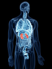 3d rendered, medically accurate illustration of the kidneys