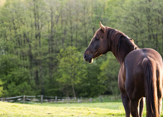 Portrait of brown horse