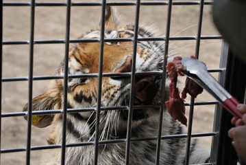 Obraz premium Feeding a tiger