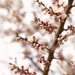 Blossoming cherry tree