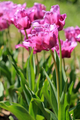 Лиловые тюльпаны в саду