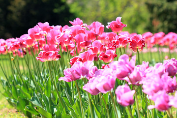 Лиловые тюльпаны в саду