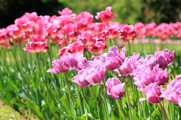 Лиловые тюльпаны в саду