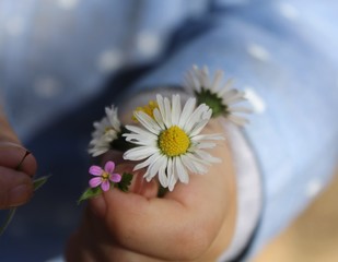 a close up of flowers in a child's hand