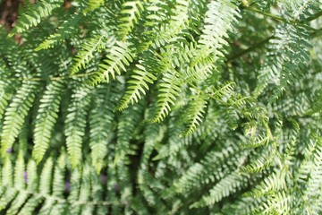 Fototapeta na wymiar closeup of forest ferns 