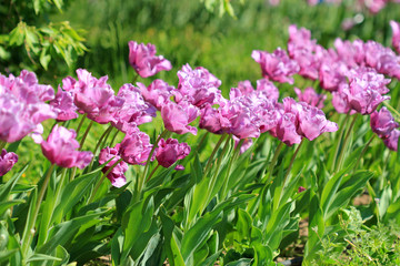 Лиловые тюльпаны в саду