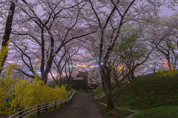 宮城県 船岡城址公園の夜桜 Funaoka castle