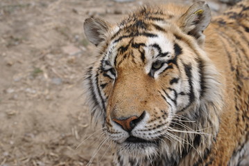 Fototapeta na wymiar An image of some tigers in Harbin, China