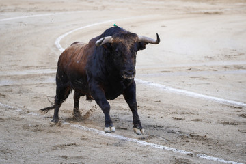 Fighting bull running