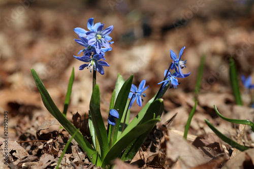Beautiful Springtime Nature Background With Blue Flowers