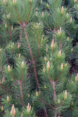 flowering spring pine branches