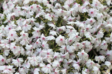 Белые фоксы