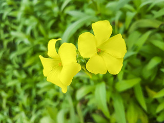 Flowers of Bermuda buttercup, agrillo or chuchamel