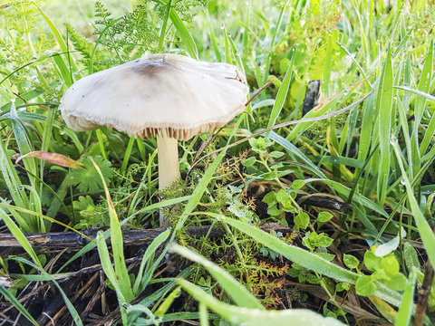 Big sheath mushroom, rose-gilled grisette, or stubble rosegill