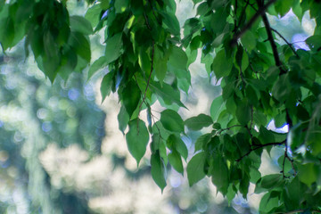 Obraz premium Leaves in the forest, spring