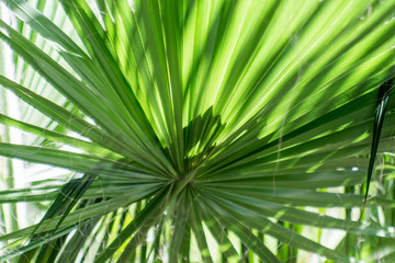 Palm leafs , North Mediterranean, detail