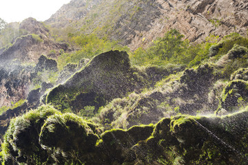 Mist Over Green Moss