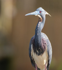 Tricolor Heron of Florida