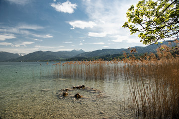 Schilfzonen am Tegernsee