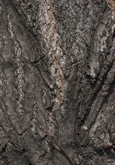 Tree bark texture