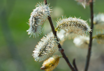 Obraz premium spring blossoming buds of a tree