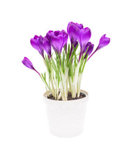 Crocus in pot isolated on white background.