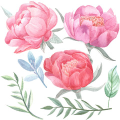 Peonies blooming and leaves isolated on white background. Hand drawn watercolor flowers botanical elements for your design.
