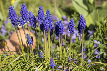 Obraz premium a group of grape hyacinth in the garden