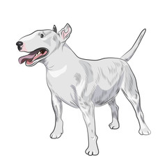 Bull Terrier dog breed isolated on white background. Purebred canine for your design.