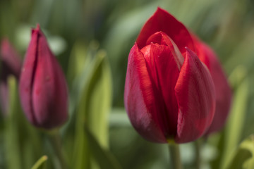 Naklejka premium closed red tulips in a garden