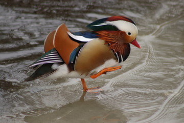 drake mandarin