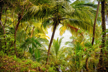 Panele Szklane  Las dżungli na wyspie diabłów, gwinea francuska. Las deszczowy z zielonymi palmami na stronie morza. Środowisko naturalne i ekologia. Letnie wakacje w tropiku