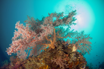 Fototapeta na wymiar A Colorful tropical reef