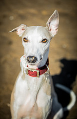Whippet with orange eyes