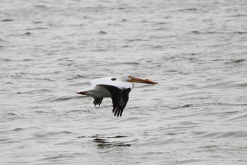 Pelican Over the Water
